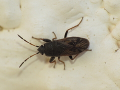 Megalonotus sabulicola