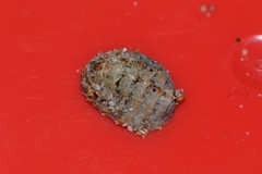 Lepidochitona cinerea