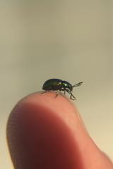 Coleoptera