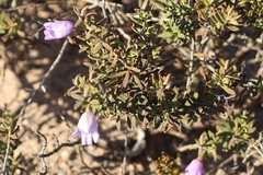Eremophila weldii