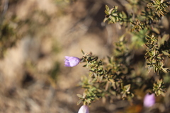 Eremophila weldii