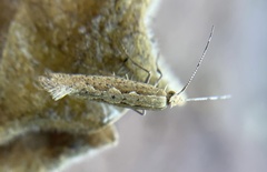 Ornativalva erubescens