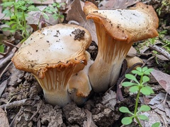 Cantharellus californicus