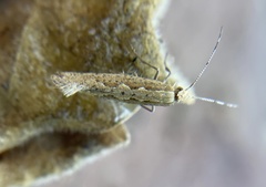 Ornativalva erubescens
