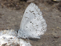 Celastrina echo sidara