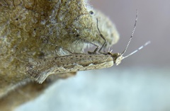 Ornativalva erubescens