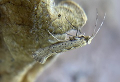 Ornativalva erubescens