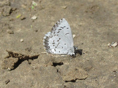 Celastrina echo sidara