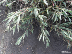 Polygonum maritimum