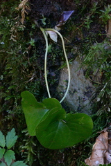 Asarum caucasicum