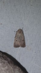 Caradrina aspersa