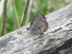 Celastrina echo sidara
