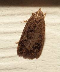 Glyphidocera juniperella