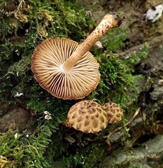 Cystoagaricus subamarus