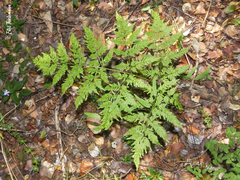 Pteris chilensis