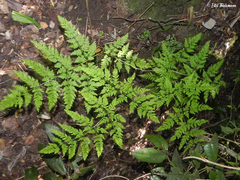 Pteris chilensis