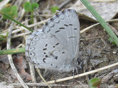 Celastrina echo sidara