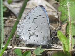Celastrina echo sidara