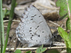 Celastrina echo sidara