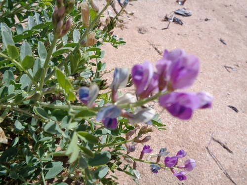 Astragalus lentiginosus var. australis
