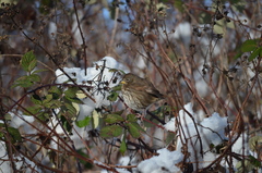 Passerella iliaca annectens