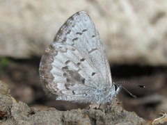 Celastrina echo sidara