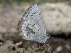 Celastrina echo sidara