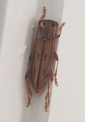 Eburida sublineata