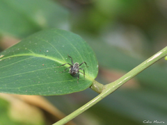 Camponotus arboreus
