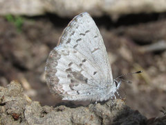 Celastrina echo sidara