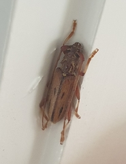 Eburida sublineata