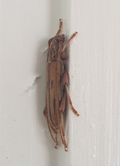 Eburida sublineata