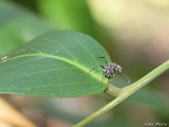 Camponotus arboreus
