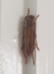 Eburida sublineata