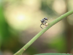 Camponotus arboreus