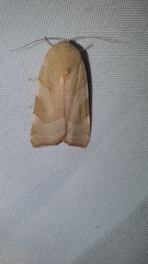 Noctua fimbriata