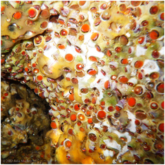 Petaloconchus montereyensis