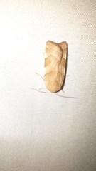 Noctua fimbriata