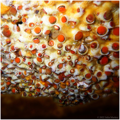 Petaloconchus montereyensis