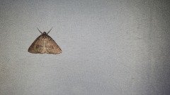 Pachycnemia tibiaria