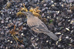 Cinclodes taczanowskii