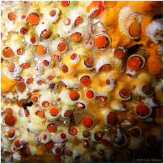 Petaloconchus montereyensis