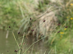 Eryngium ebracteatum