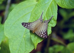 Marpesia merops