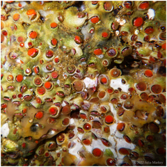 Petaloconchus montereyensis