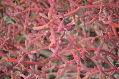 Sesuvium edmonstonei