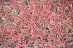 Sesuvium edmonstonei