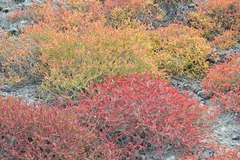 Sesuvium edmonstonei