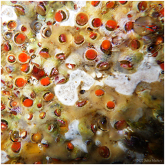 Petaloconchus montereyensis