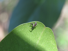 Lurio conspicuus